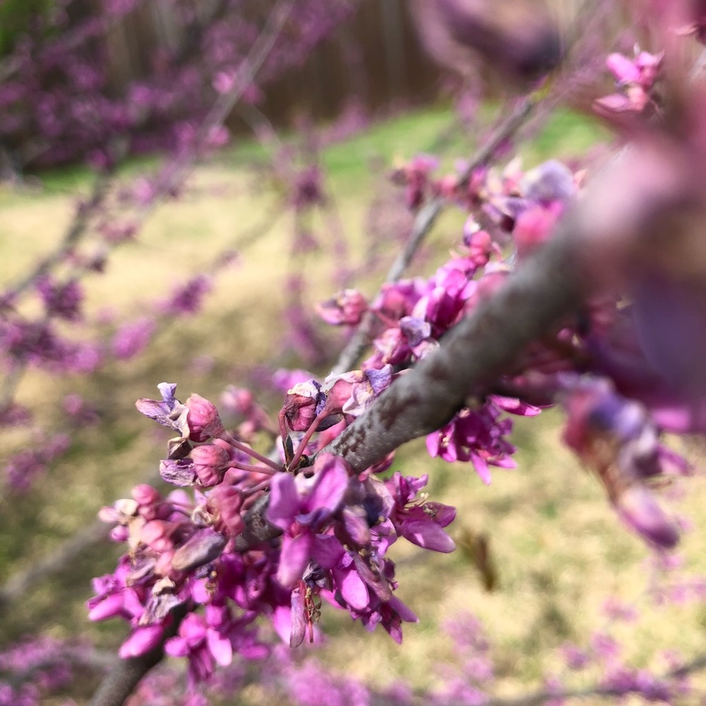 Meet your Posher, Carrie